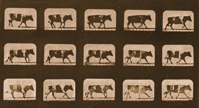 Image sequence of an Ox running, 